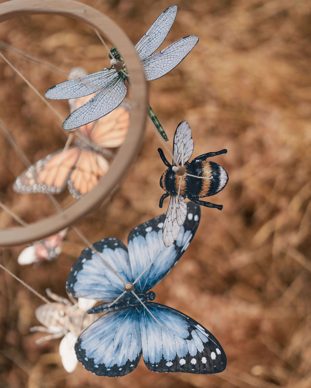 Wonder in the Wind
