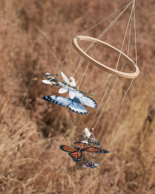 Wonder in the Wind